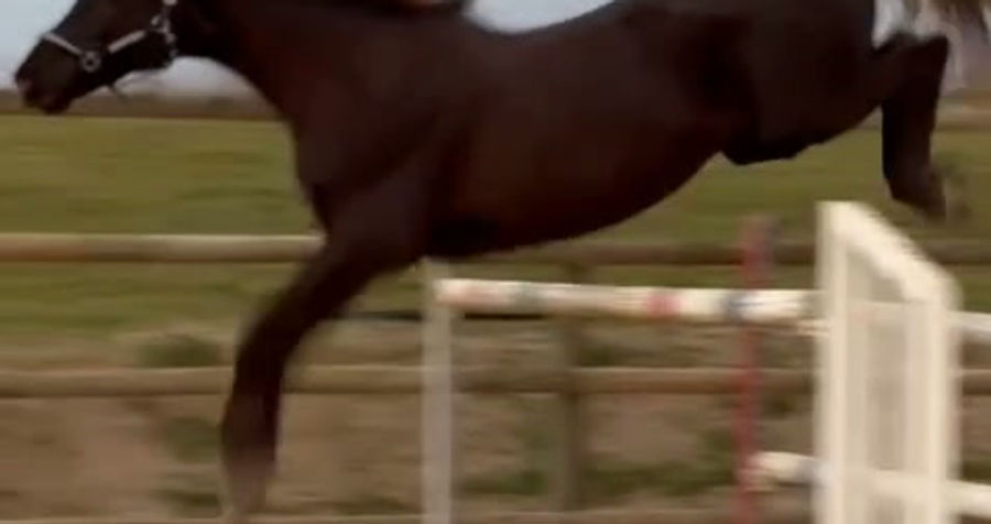 Or Noir du Plantey vidéo (6)